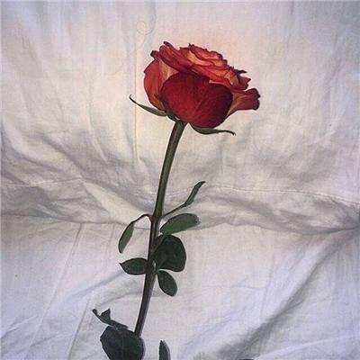 头戴玫瑰花女生头像