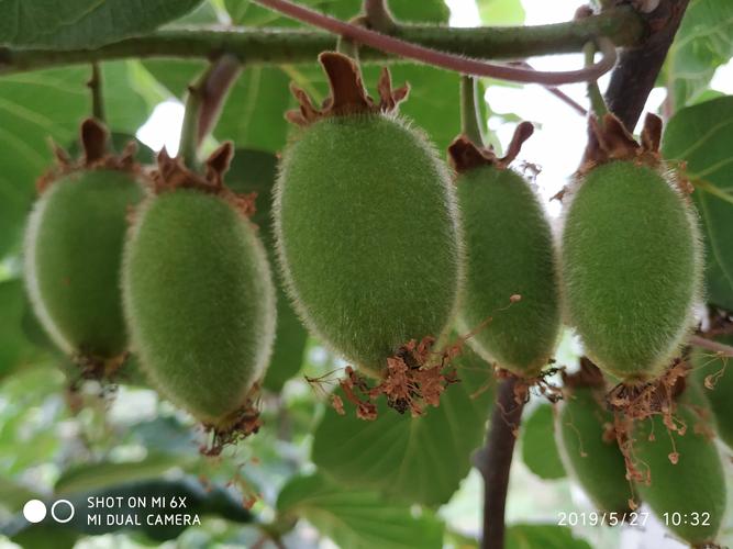 猕猴桃的生长过程