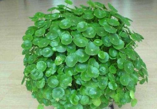 就比如今天要介绍的这3种植物,当然大家也可以叫它"招财花",可以给