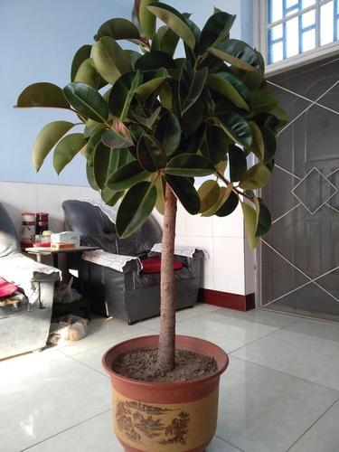 养橡皮树,有2个"技巧",枝繁叶茂,叶大厚实光亮,窜一米多高