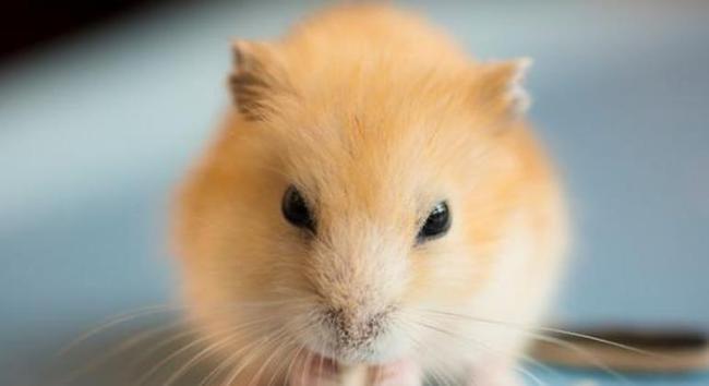 仓鼠布丁变色是正常的,有些会变色,有些不会.布丁是一种