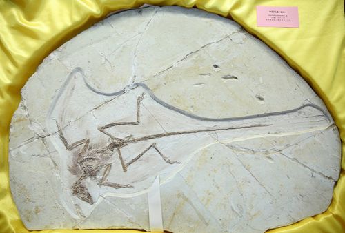 收藏家艾斯奎里向辽宁古生物博物馆赠送8件珍贵的中国流失古化物化石