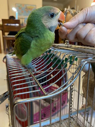 请问鹦鹉多大能说话