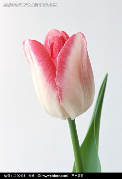 一朵粉红色的郁金香