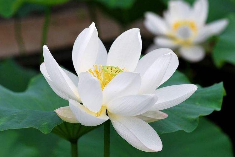 你在生活中见过哪些"白莲花"?