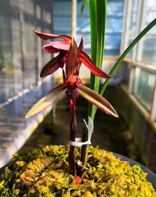 腾冲下山的一颗春兰翻版红花,后来成为红素之王|兰花