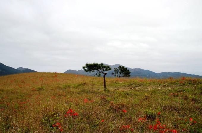 古田白溪草场