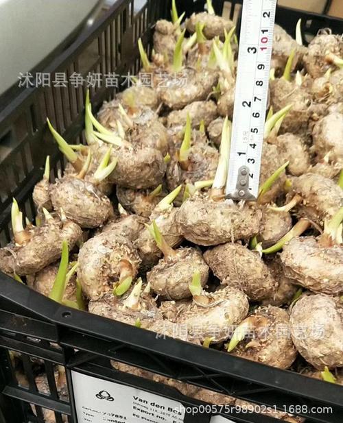 注意不要误食马蹄莲:马蹄莲的根茎,花都有毒性,因此养殖时避免误食.