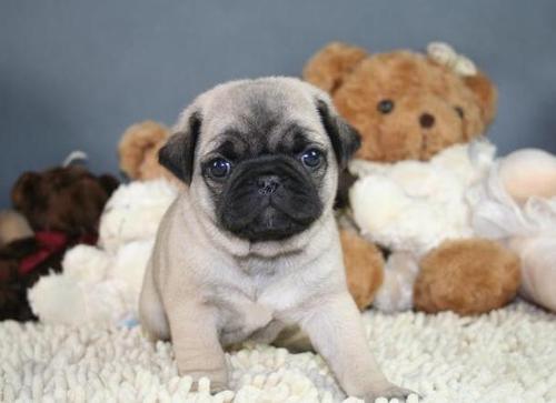 这样的哈巴狗可能不健康或有皮肤病 狗狗没精神一直趴着,所以要小心.