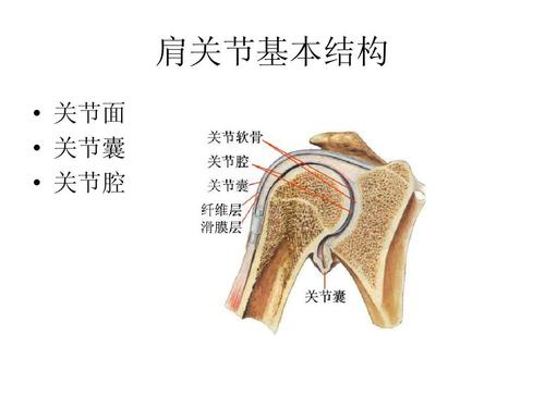 肩关节功能解剖ppt