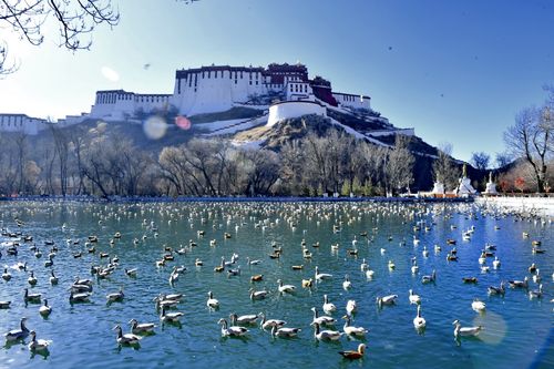 组图:拉萨:龙王潭公园鸟尽欢