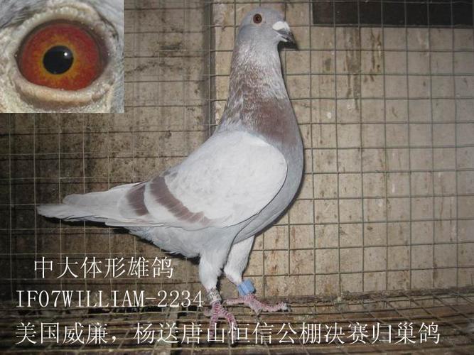 美国名家威廉,杨公棚鸽