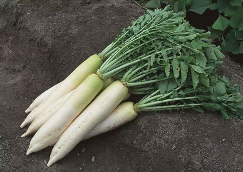 白萝卜叶也是常常被我们所忽视的食疗佳品,白萝卜叶中含有丰富的