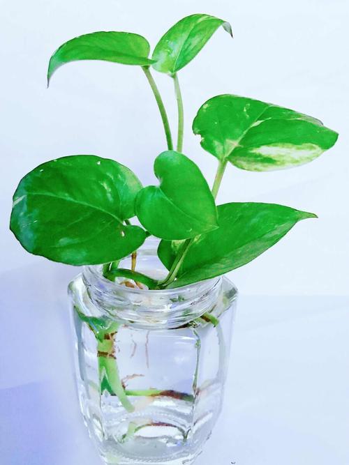 绿萝水养技巧绿萝用水养怎么养