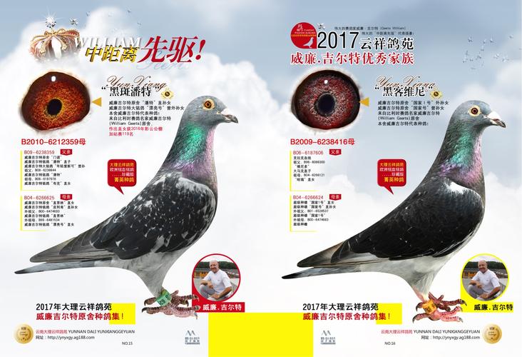 云祥鸽苑【威廉吉尔特】种鸽专辑精华版 胡子摄影13-15号在大理,丽江