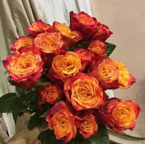 【昆明玫瑰】单头火焰,20支/扎 a级 - 南粤floever鲜花量贩