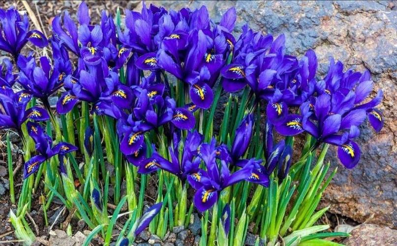 蓝紫色的鸢尾花,一味的梦幻