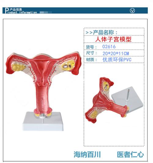 海医heymodel人体医学女性子宫模型妇科教学教具卵巢生殖结构解剖模型