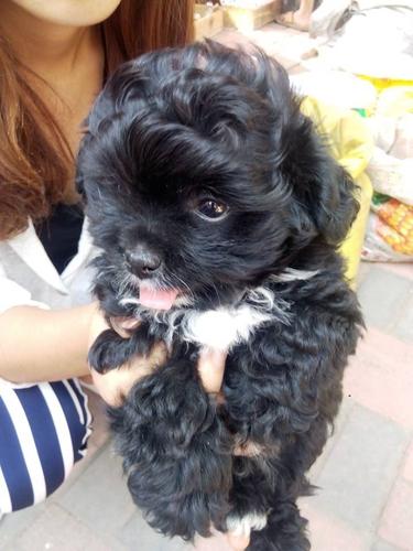 黑色卷毛狗脖子有白毛,是什么狗?