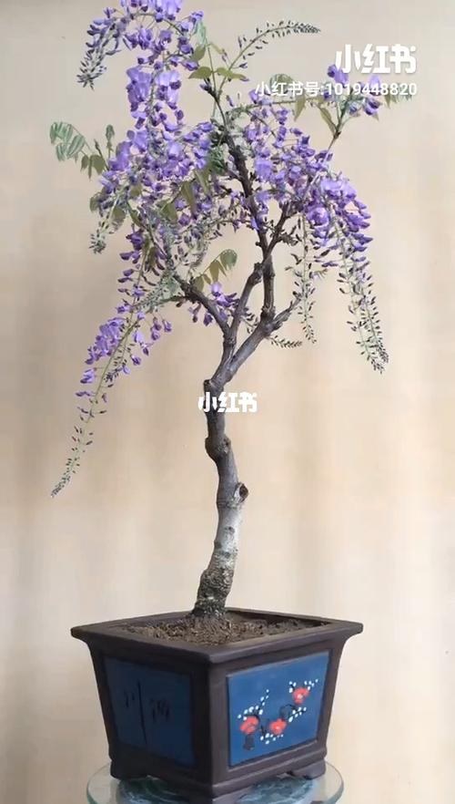 日本紫藤一一紫罗兰丰花系紫罗兰,藤蔓性较弱,适合小型庭院的种植,满