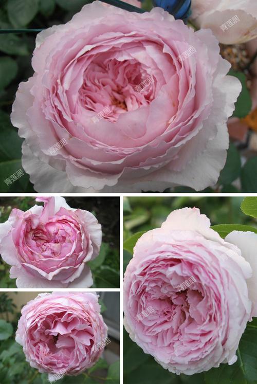 j229伊芙马蒂诺风琴青莲居日本月季苗盆栽1加仑丰花灌木阳台花卉