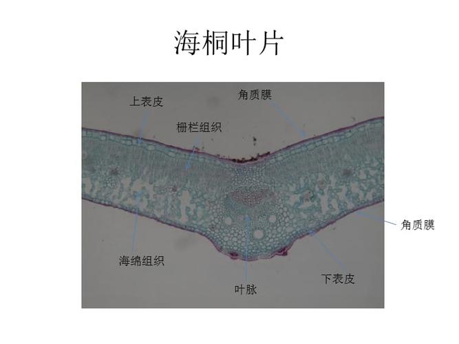 双子叶植物叶片结构.ppt