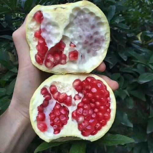 红花红实,白花白实,玉籽榴尤佳