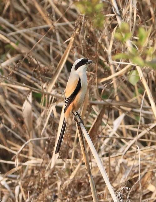 俺的摄影之～棕背伯劳