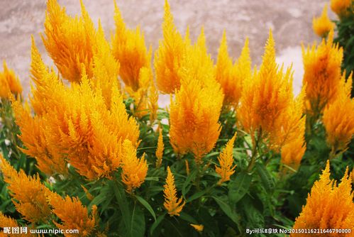 凤尾鸡冠花图片