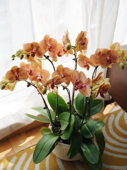 黄金甲蝴蝶兰_蝴蝶兰_黄金_花店_合肥花店_家居家装_家居装饰_花艺