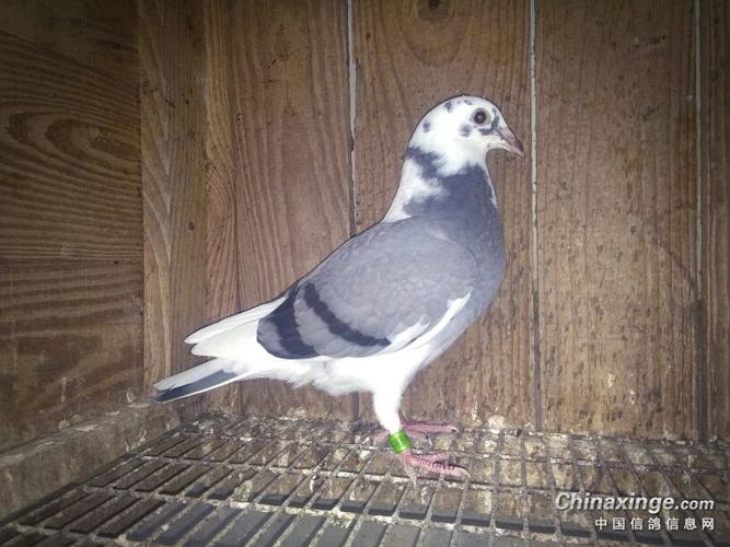 纯瓦灰白爪雄配758#雨白条雌出的一羽灰花鸽,6月21日戴的环,足环尾号