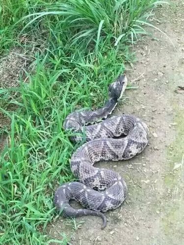 这是什么蛇.有毒吗_百度知道