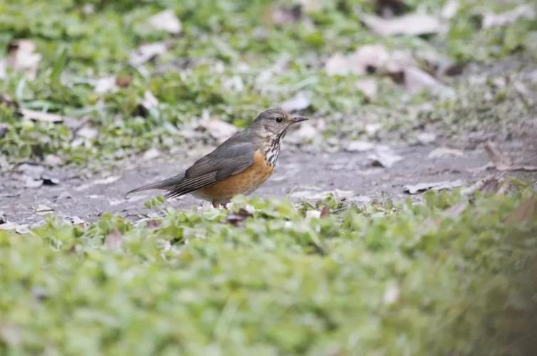 灰背鸫雌鸟 范忠勇/摄