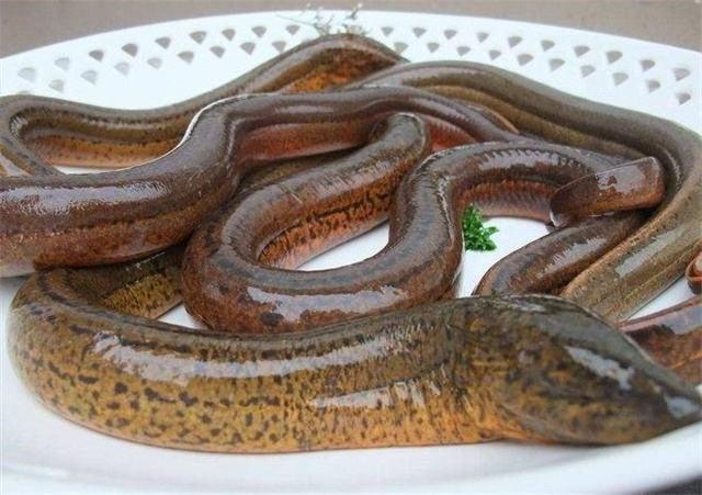 黄鳝吃什么,黄鳝吃什么饲料