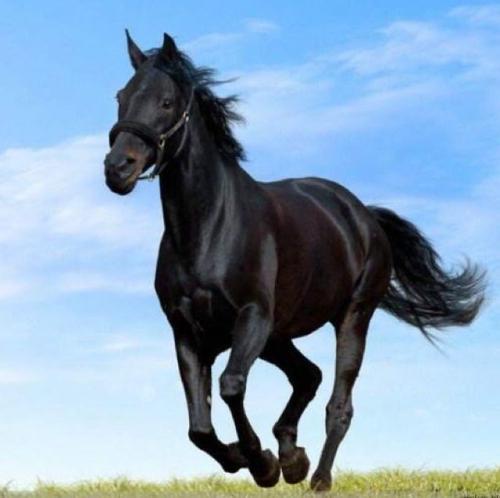 壁纸马头像图片