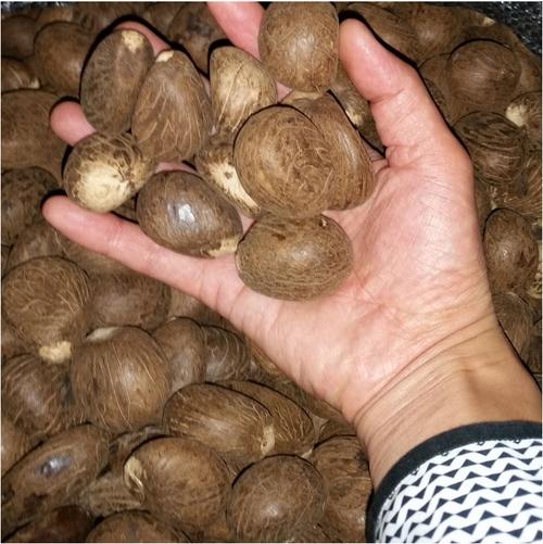 果实质地色泽美如象牙.硬度同为1.5度.