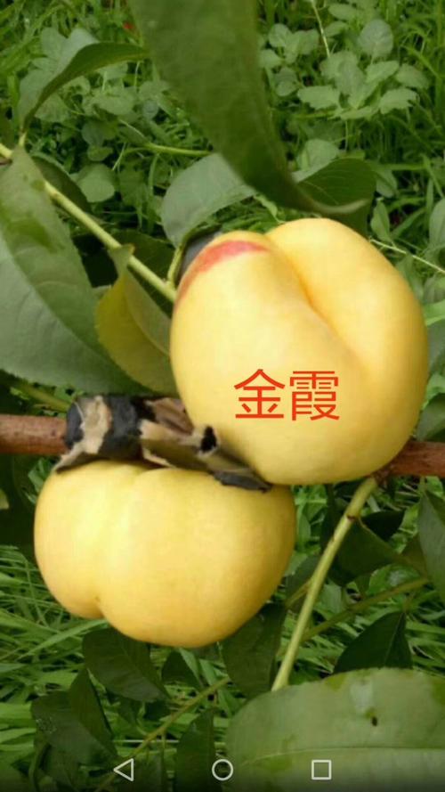 金霞油蟠桃苗品种特性