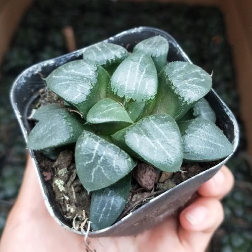 12卷玉露寿多肉植物盆栽花卉日月潭阿寒湖月影寿魔面寿楼兰康平寿