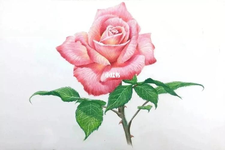 彩铅教程:月季花95绘画步骤图以及线稿_绘画_彩铅_教程_线稿_彩铅画