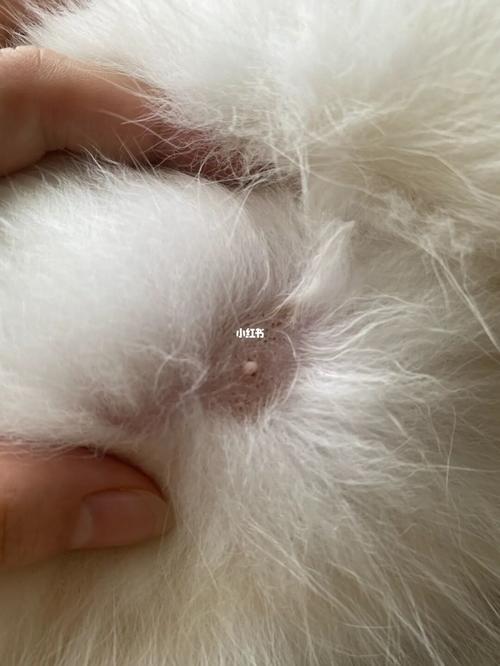 猫咪乳头周围有黑点?求救_猫咪_猫咪生病_宠物_猫