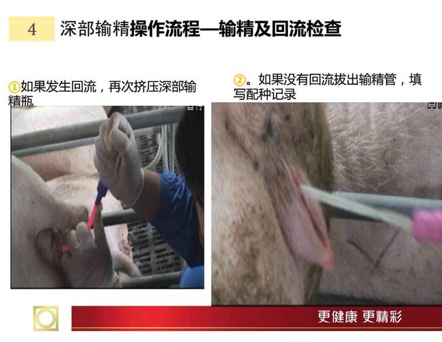母猪输精技术及操作流程详解(有图有真相)