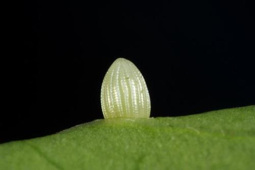 金斑蝶danaus chrysippus (linnaeus, 1758)
