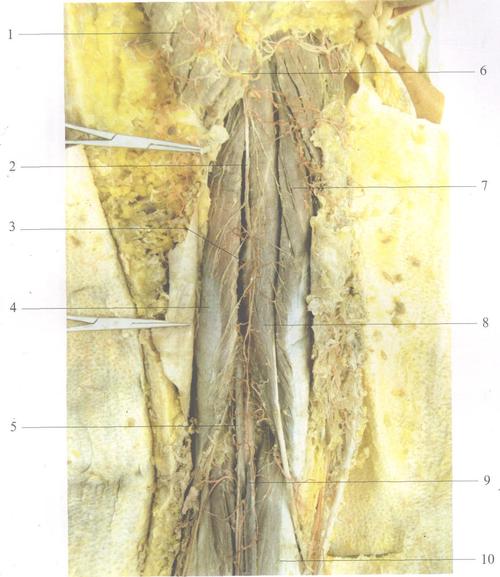 1臀大肌gluteusmaximus2股后皮神经posteriorfemoralcutaneousn.