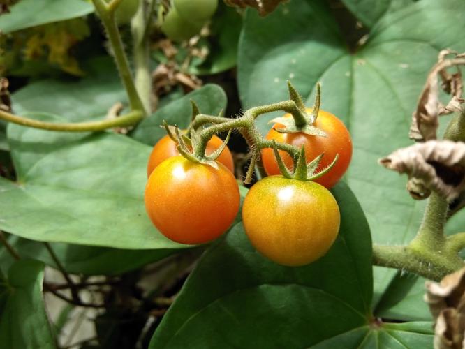 【玉轩阁美】贵州黔南特产野生小番茄小西红柿500g 时令蔬菜水果