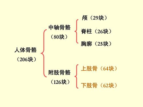 人体骨骼多少块