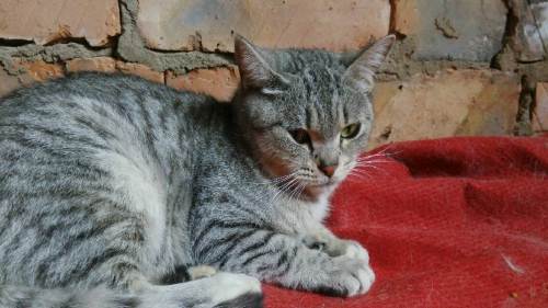 鱼骨刺花纹猫出售