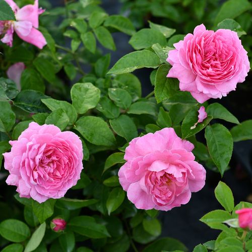 粉色灌木月季 花宫娜 香味大花四季绿植花卉可盆栽地栽扦插小苗