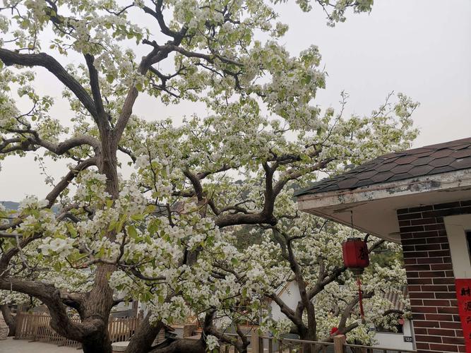 【宋】苏轼 东栏梨花 梨花淡白柳深青,柳絮飞时花满城.