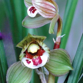 春剑经典荷瓣天府荷257