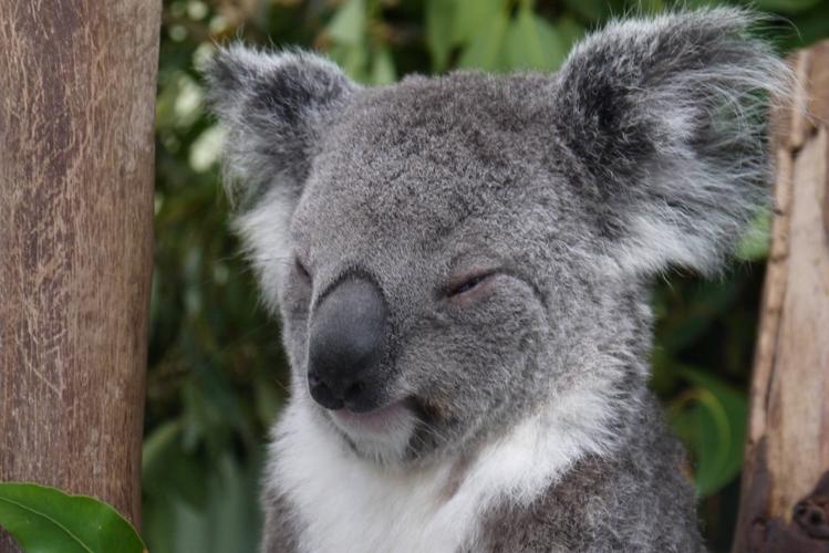 sleepy koala at featherdale